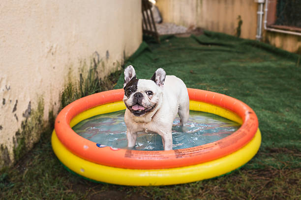 istock Cute puppy dog happy having a bath in a pool 486688574