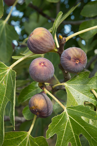 figs on the fig tree