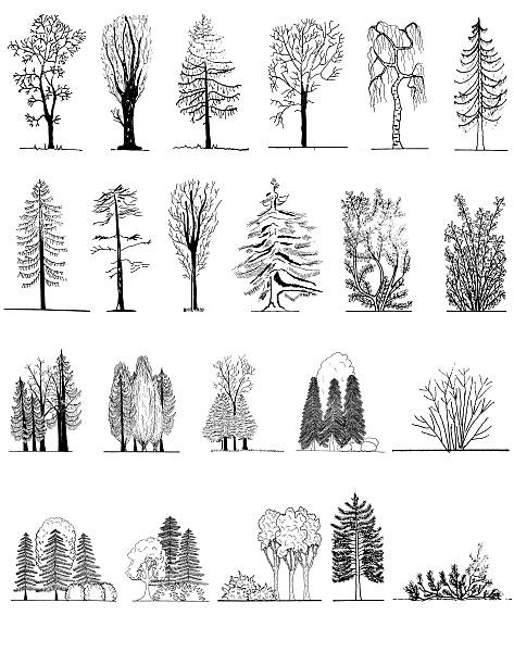 illustrations, cliparts, dessins animés et icônes de ensemble de silhouettes d'arbres, de paysage architecture et design - tree plan aerial view landscape