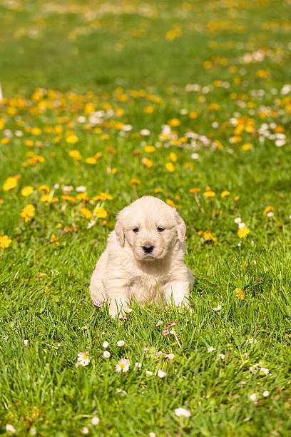 Golden retriever puppy stock photo