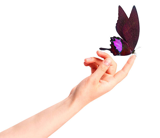 istock butterfly on woman's hand. In motion 486689833