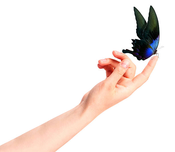 istock butterfly on woman's hand. In motion 486689841