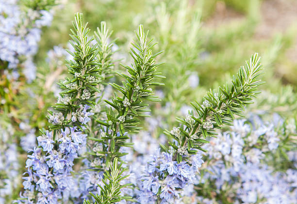 istock rosemary in flowers 486689869