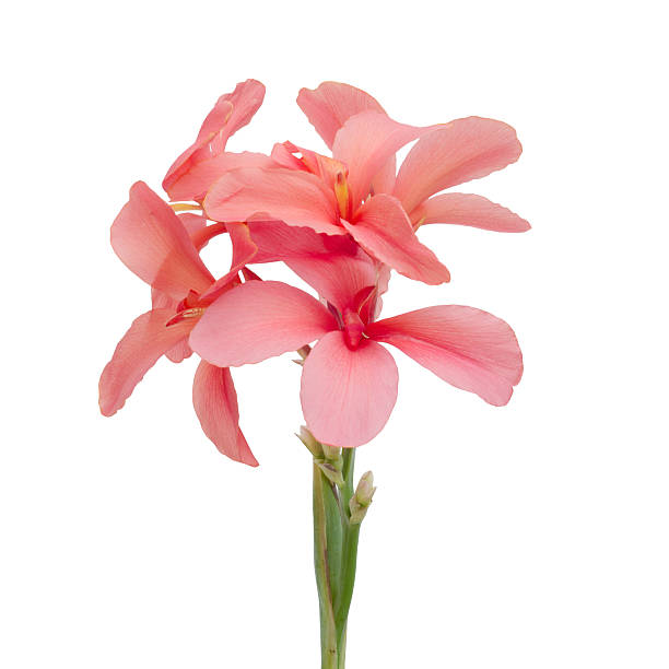 istock Pink Yellow Canna flowers 486689987
