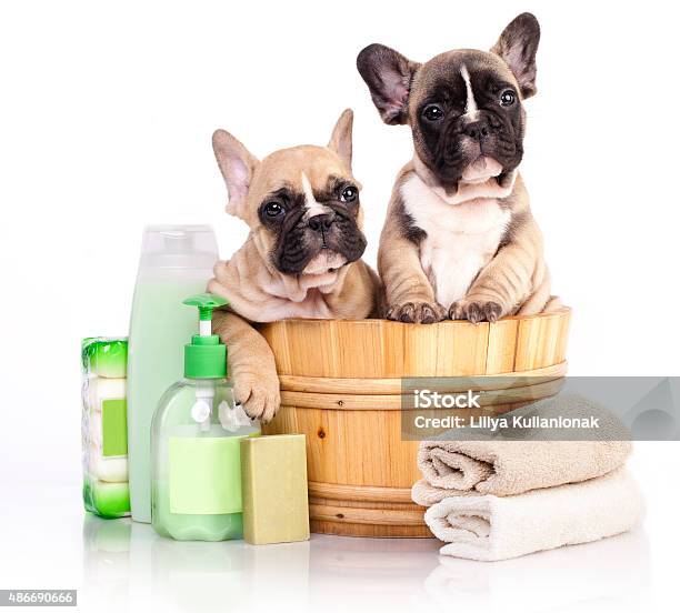 French Bulldog Puppy In Wooden Going To Wash Stock Photo - Download Image Now - Bathtub, Dog, Animal Groomer