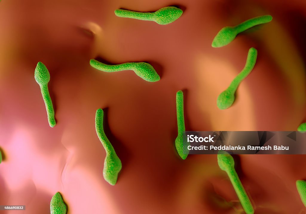 Clostridium tetani bacteria - Foto de stock de 2015 libre de derechos