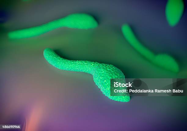 Clostridium Tetani Bacteria Foto de stock y más banco de imágenes de Clostridium Tetani - Clostridium Tetani, 2015, Antihigiénico