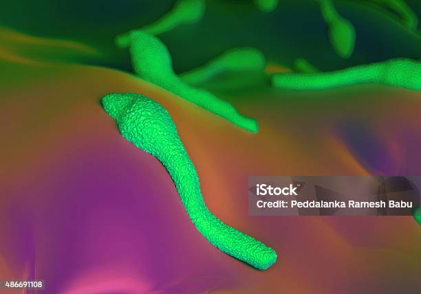Clostridium Tetani Bacteria Foto de stock y más banco de imágenes de 2015 - 2015, Antihigiénico, Asignatura