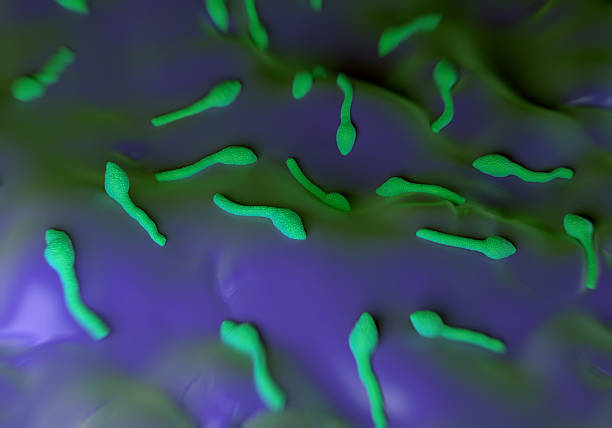 clostridium tetani бактерия - tetanus стоковые фото и изображения