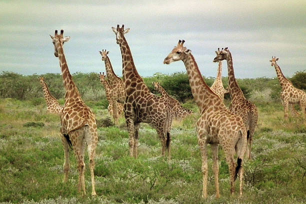 istock Group of giraffes on the savannah 486691660