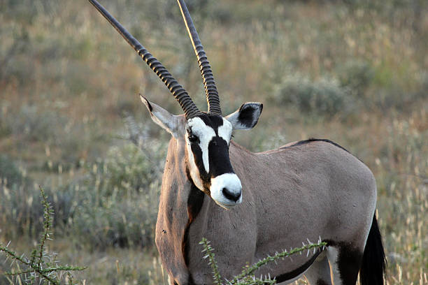 Namibia: Oryx at Etosha National Park An Oryx (or gemsbok -Oryx gazella)  at the Etosha National Park in northern Namibia. gemsbok photos stock pictures, royalty-free photos & images