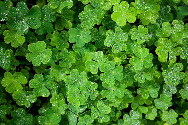 istock Beautiful green clover closeup 486691991