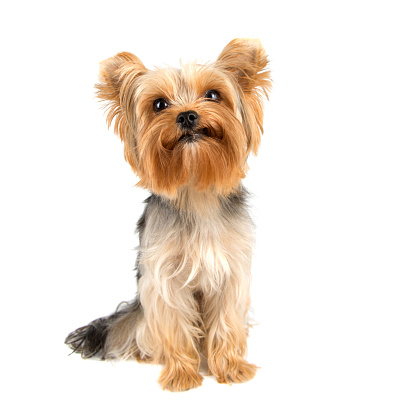 Portrait of Yorkshire terrier pure breed on white background