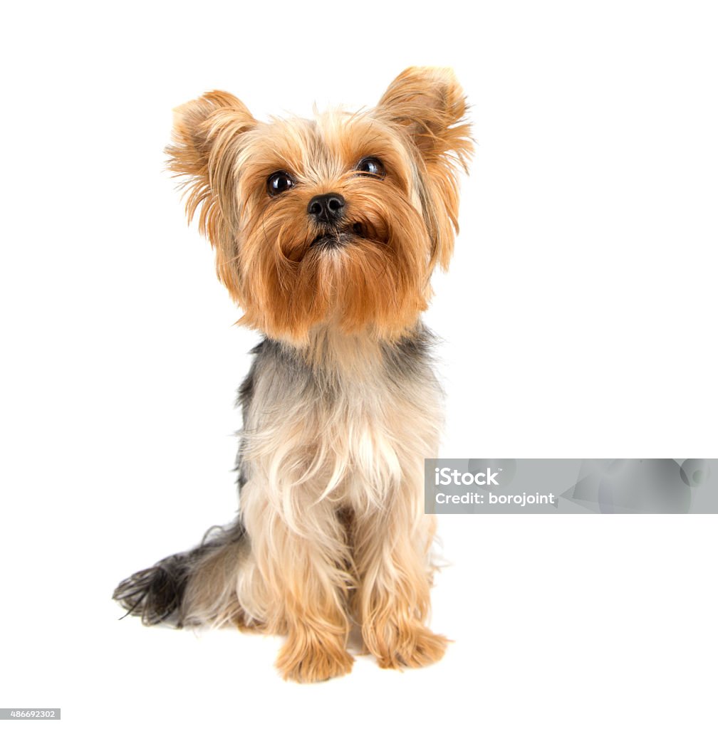Yorkshire terrier Portrait of Yorkshire terrier pure breed on white background Yorkshire Terrier Stock Photo