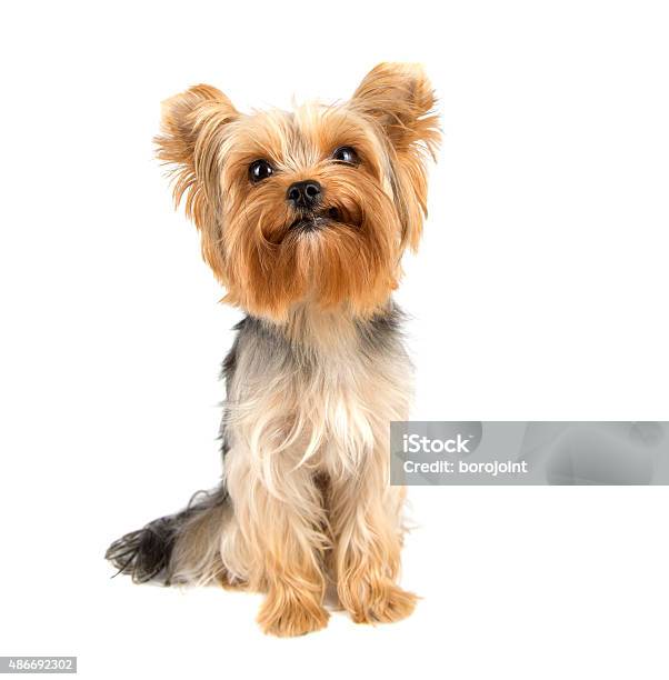 Yorkshire Terrier Stock Photo - Download Image Now - Yorkshire Terrier, White Background, Dog