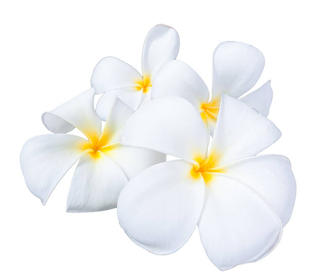 istock Frangipani plumeria Spa Flower isolated on white background 486692477