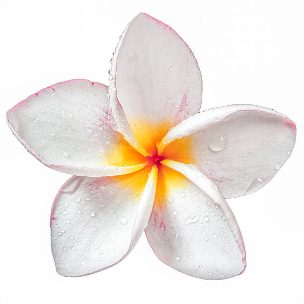 istock Frangipani plumeria Spa Flower isolated on white background 486692483