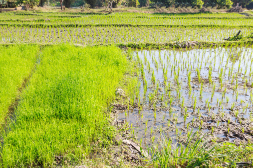 Rice Field on sunlight at thailand