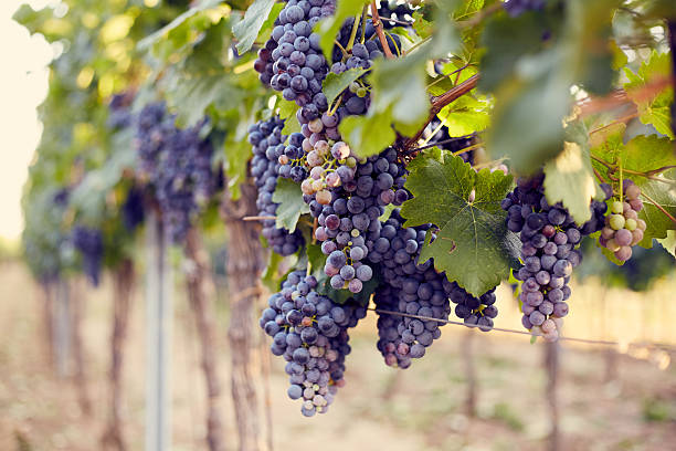 istock Branch of red wine grapes 486692706