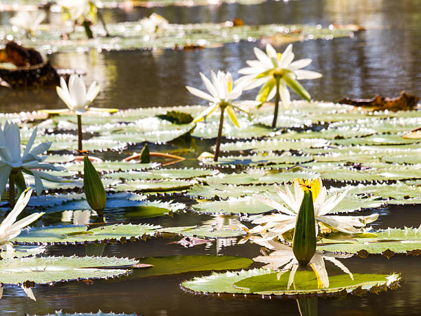 istock water lily and leaf in pond 486692922