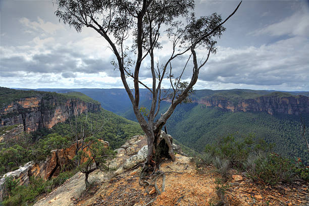 istock Magnificent gum tree at  Burramoki Headland overlooking Grose Valley Australia 486693343