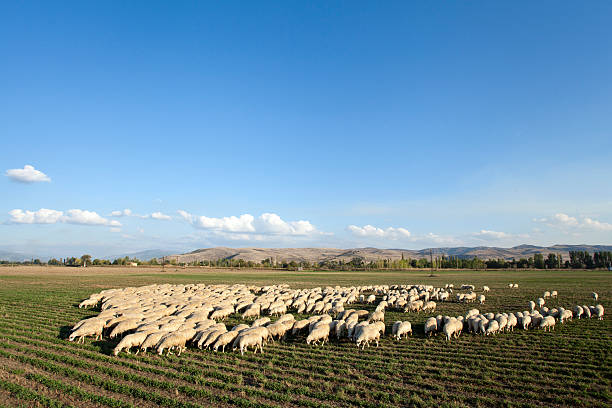istock Flock of sheep on field 486693605