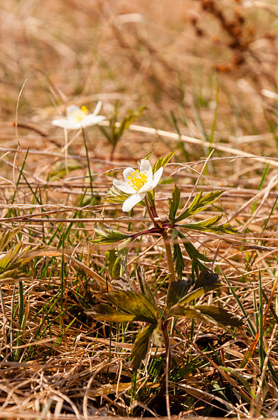 istock Flower - Anemone Nemorosa L. 486693953