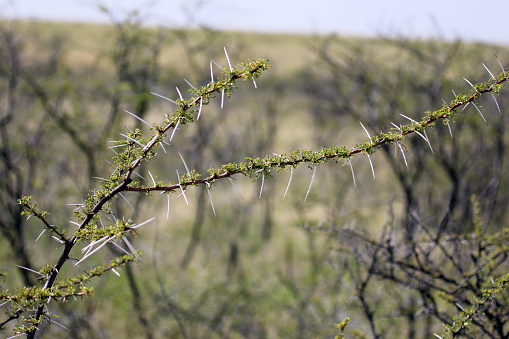 A branch of the Acacia Karroo tree in the Etosha National Park.