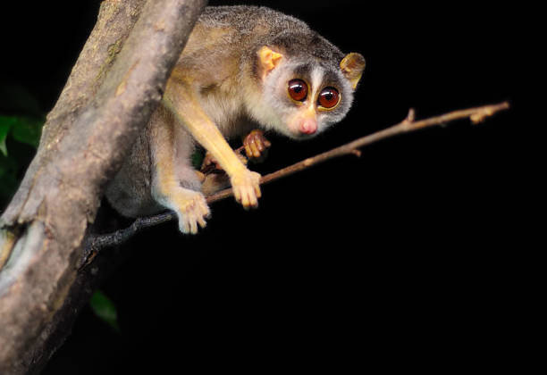 relés loris - lorif fotografías e imágenes de stock