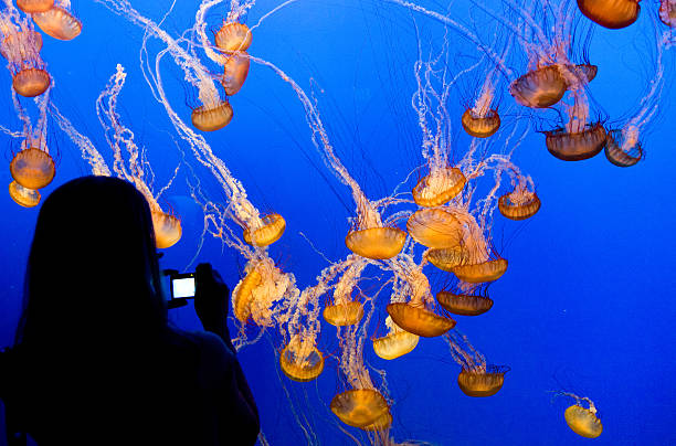 istock beautiful jelly fishes 486694939