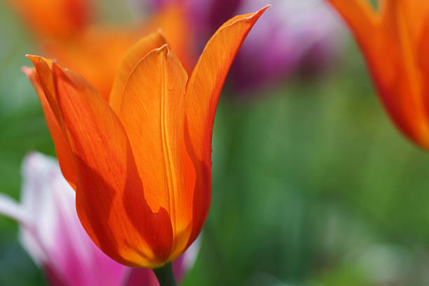 istock Orange tulip in the counter-light 486694961