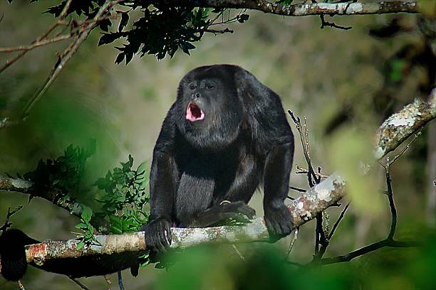 istock Howler Monkey, Atenas, Central Valley, Costa Rica 486695470