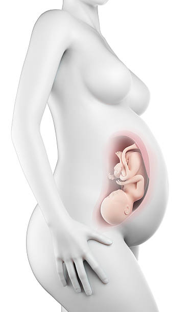 istock medical illustration 486695640