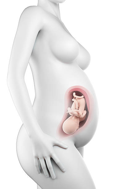 istock pregnant woman - week 33 486696922