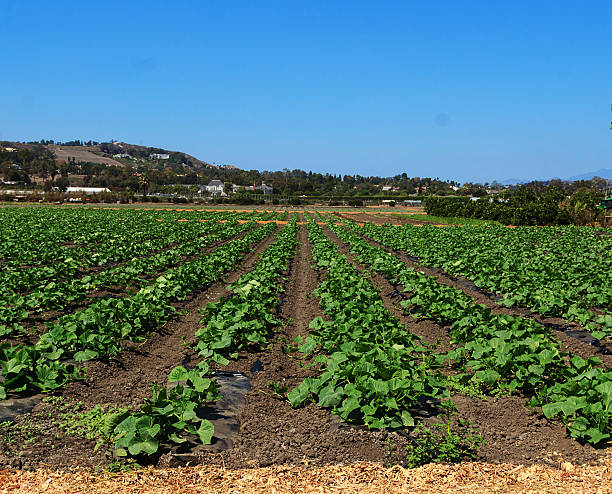 летний сквош рядов на ферме - plowed field field fruit vegetable стоковые фото и изображения