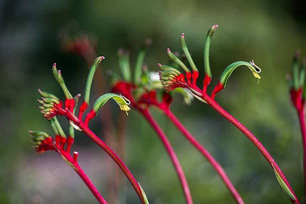 Kangaroo Pow flower West Australia symbol