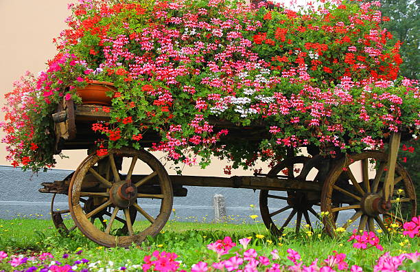 istock wagon with many blooming Geraniums in summer in the mountains 486697123