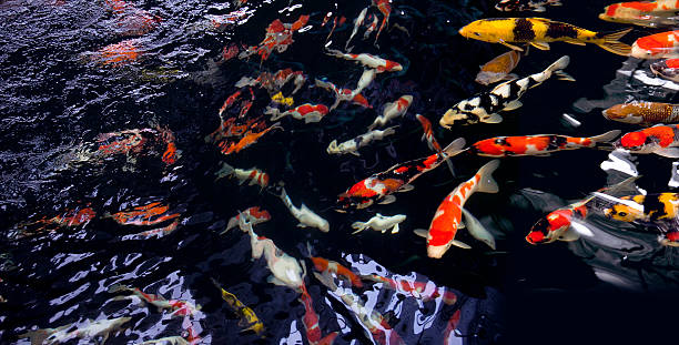 istock Koi Japan Fancy Carp 486697233