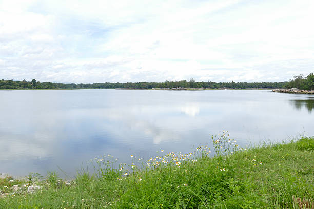 istock white flower beside the pond 486697234