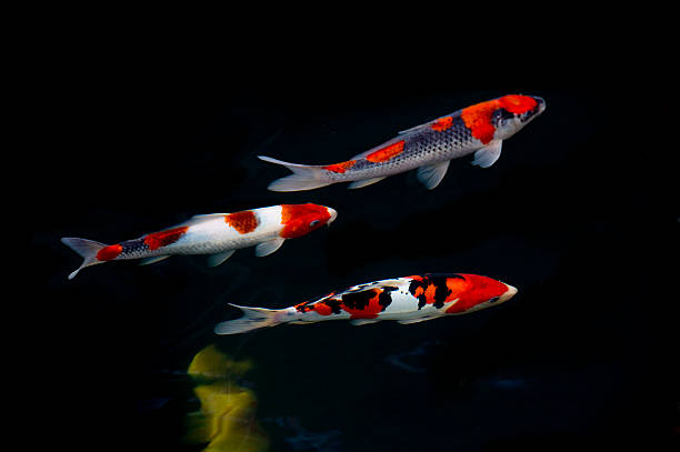 Koi Japão gosta Carp - foto de acervo