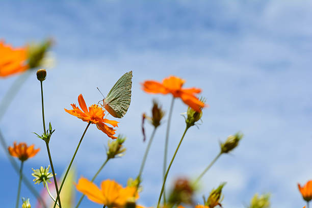 istock Butterfly with yellow flowers And bright sky 486697268