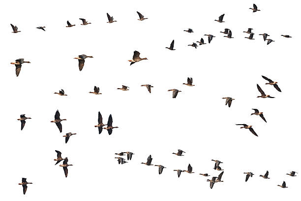 istock Collection of isolated flying geese skeins on white background 486697366