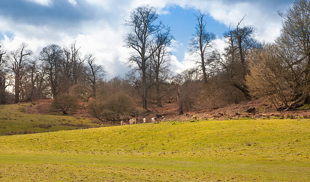 istock English countryside landscype 486697508