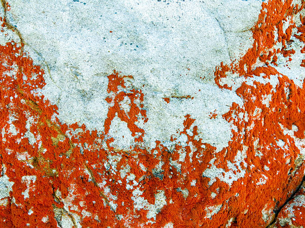 Orange lichen grows on a white rock stock photo