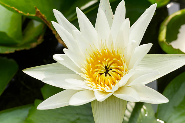 istock blooming white water lily in the pond 486698170
