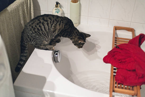 Woman with a cat in the bathroom