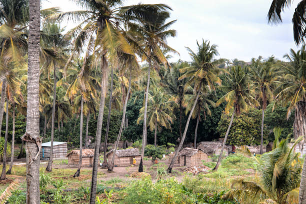 istock African village between palm trees in Tofo 486698784