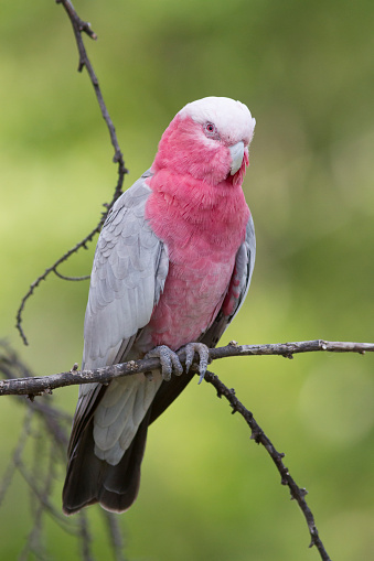 One wild Galah sitting on a branch, looking.