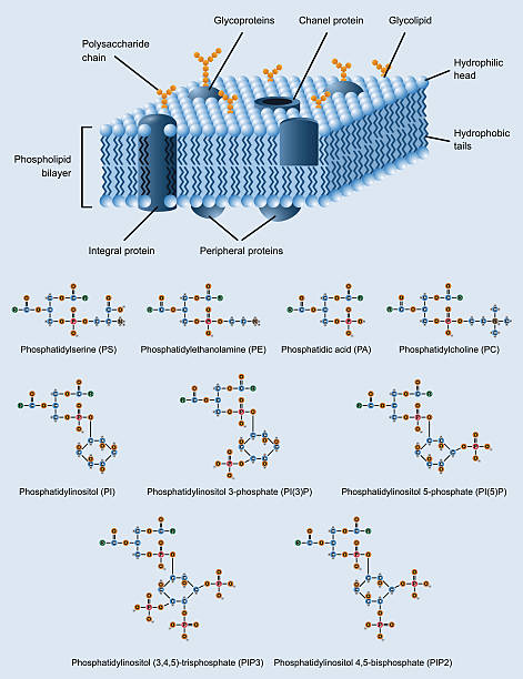 ilustrações de stock, clip art, desenhos animados e ícones de estrutura de membrana - protein concentrate