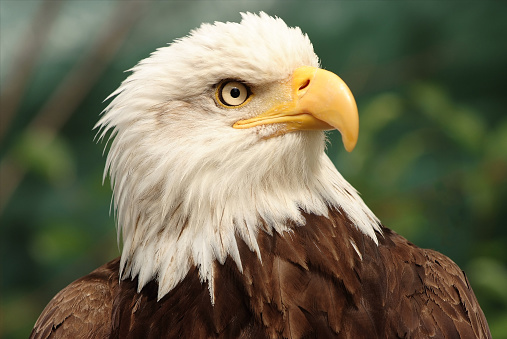 a profile, close-up of a bald eagle's head